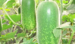 八卦爆料合集今日新鲜大瓜,今日新鲜大瓜盘点